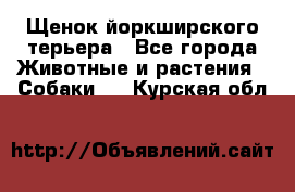 Щенок йоркширского терьера - Все города Животные и растения » Собаки   . Курская обл.